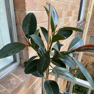 Rubber Plant plant in Marrickville, New South Wales
