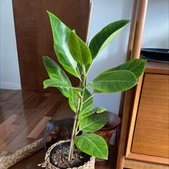 Ficus Decora plant