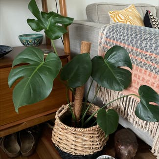 Monstera plant in Marrickville, New South Wales