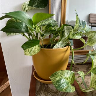 Golden Pothos plant in Marrickville, New South Wales