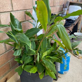 Green Cardamom plant in Marrickville, New South Wales