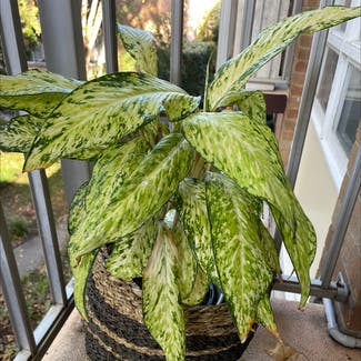 Dieffenbachia plant in Marrickville, New South Wales