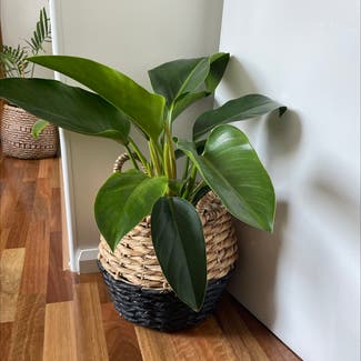 Blushing Philodendron plant in Marrickville, New South Wales