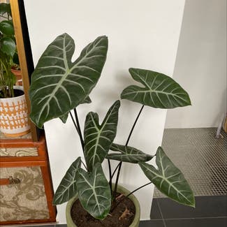 Alocasia Polly Plant plant in Marrickville, New South Wales