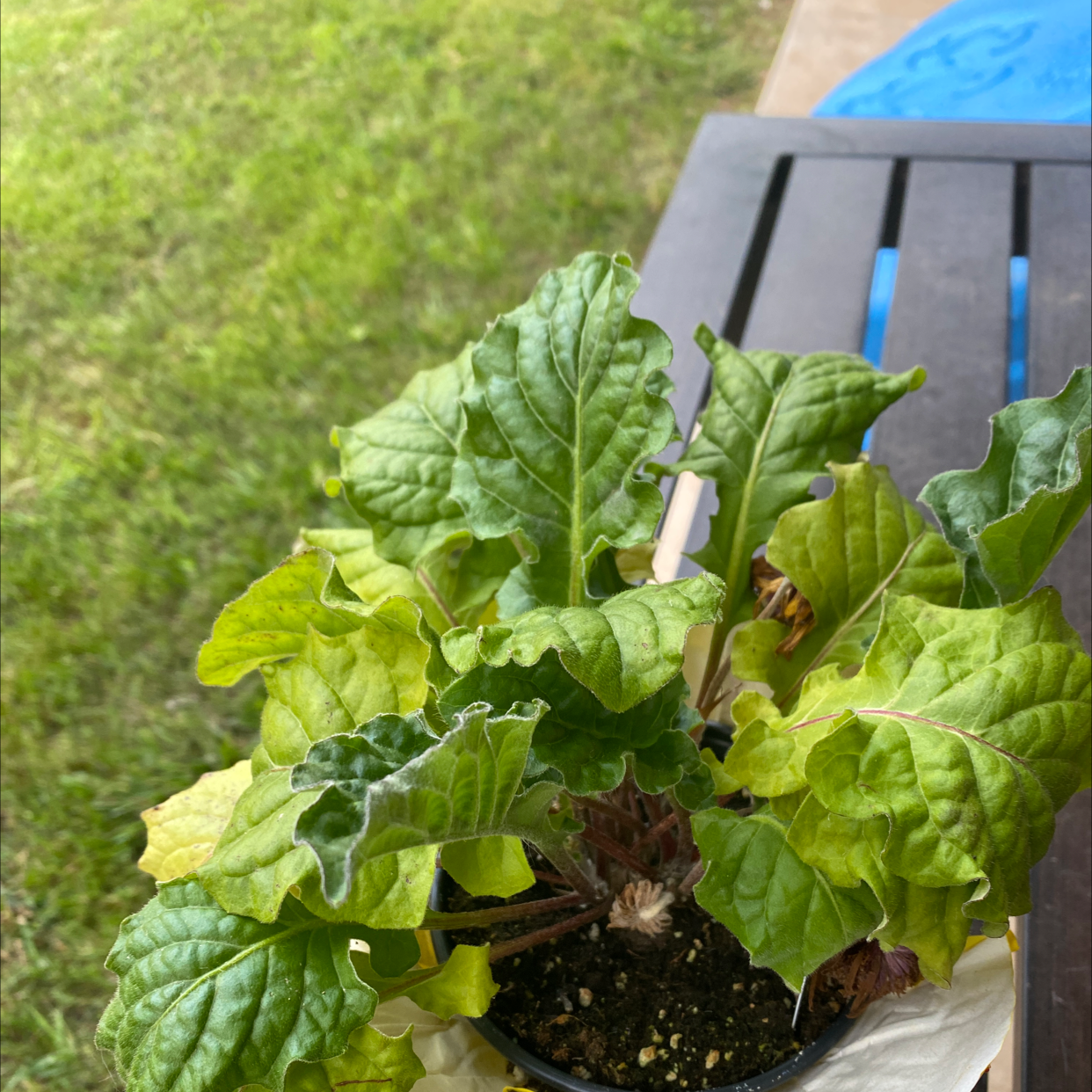 Potted Common Beet plant with some yellowing leaves on a table, grassy background.