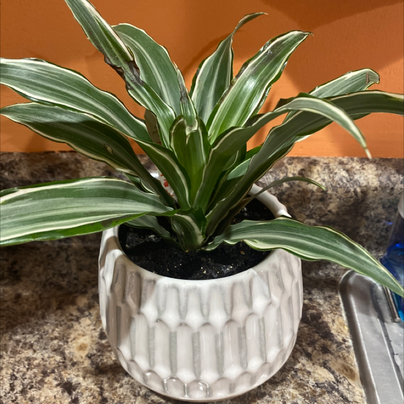 Dracaena 'Warneckii' plant in a white pot with visible soil, well-framed and in focus.