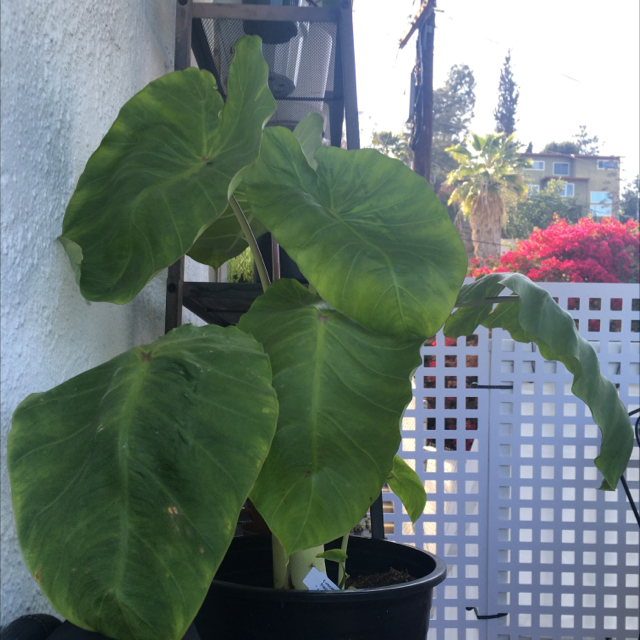 Photo of the plant species Colocasia 'Royal Hawaiian Maui Gold' by Bryne named Calocasia maui gold on Greg, the plant care app