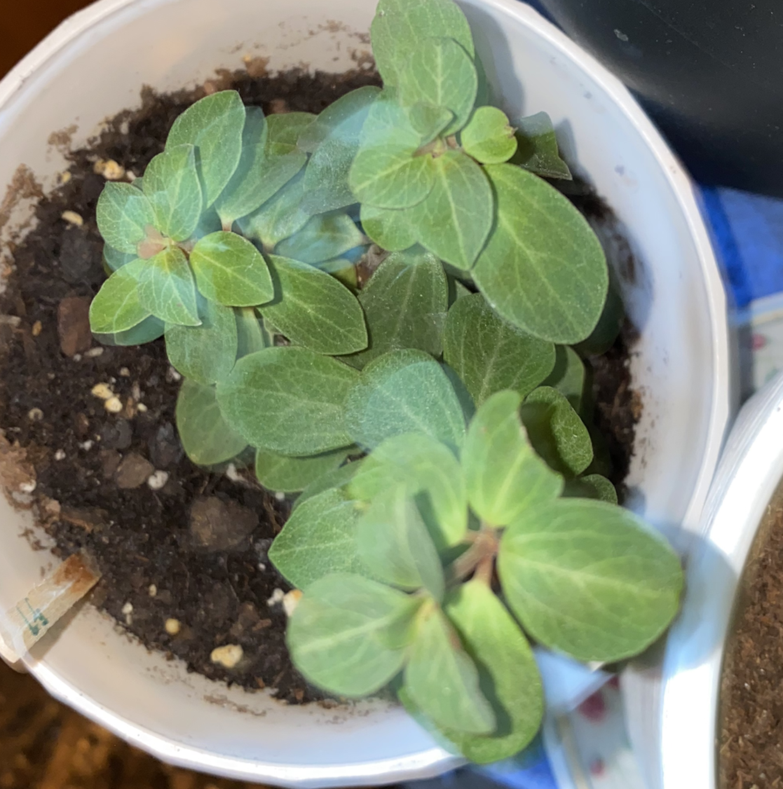 Photo of the plant species Peperomia rubella by @kayladistler named Rubella on Greg, the plant care app