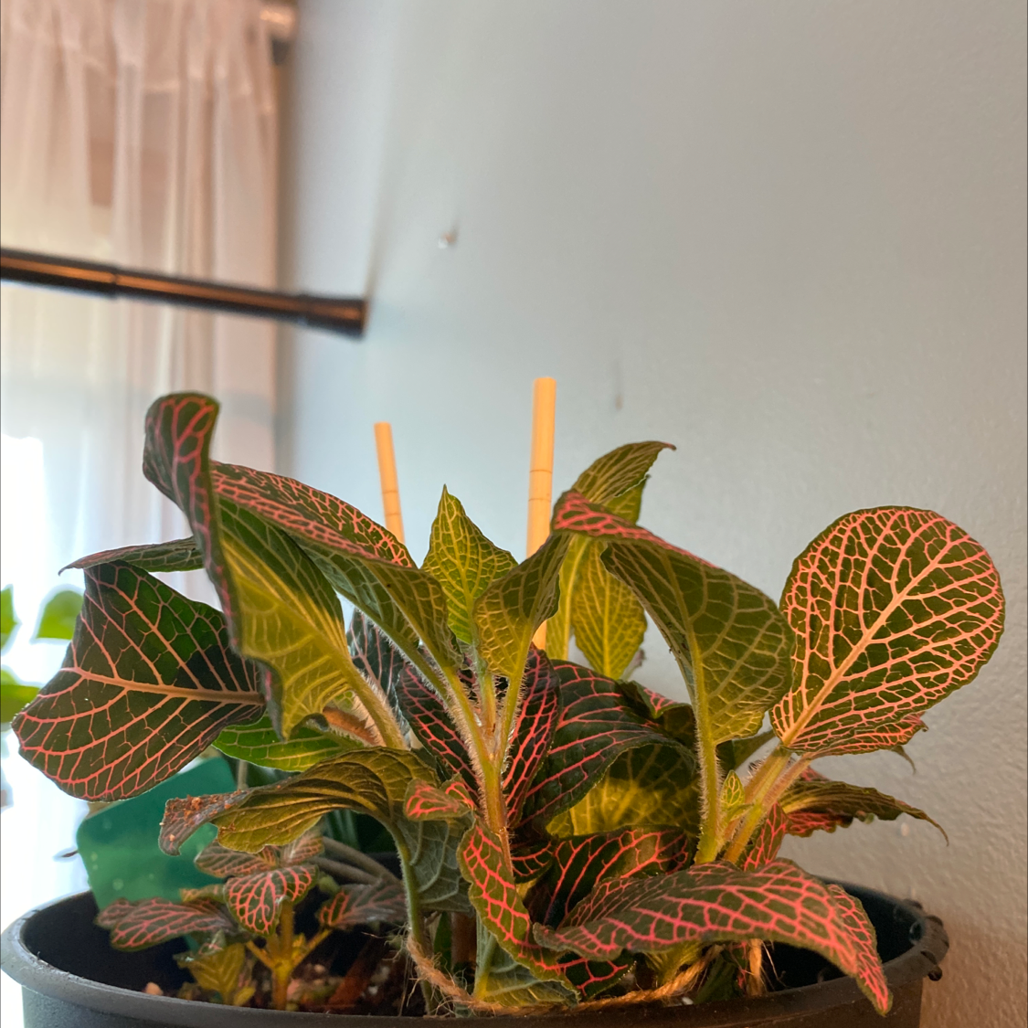 Nerve Plant plant photo by @kayladistler named More nervous on Greg, the plant care app.