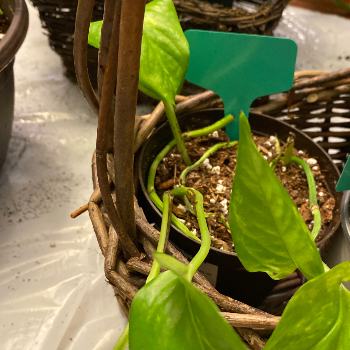 Taro Vine plant photo by @kayladistler named Golden P on Greg, the plant care app.