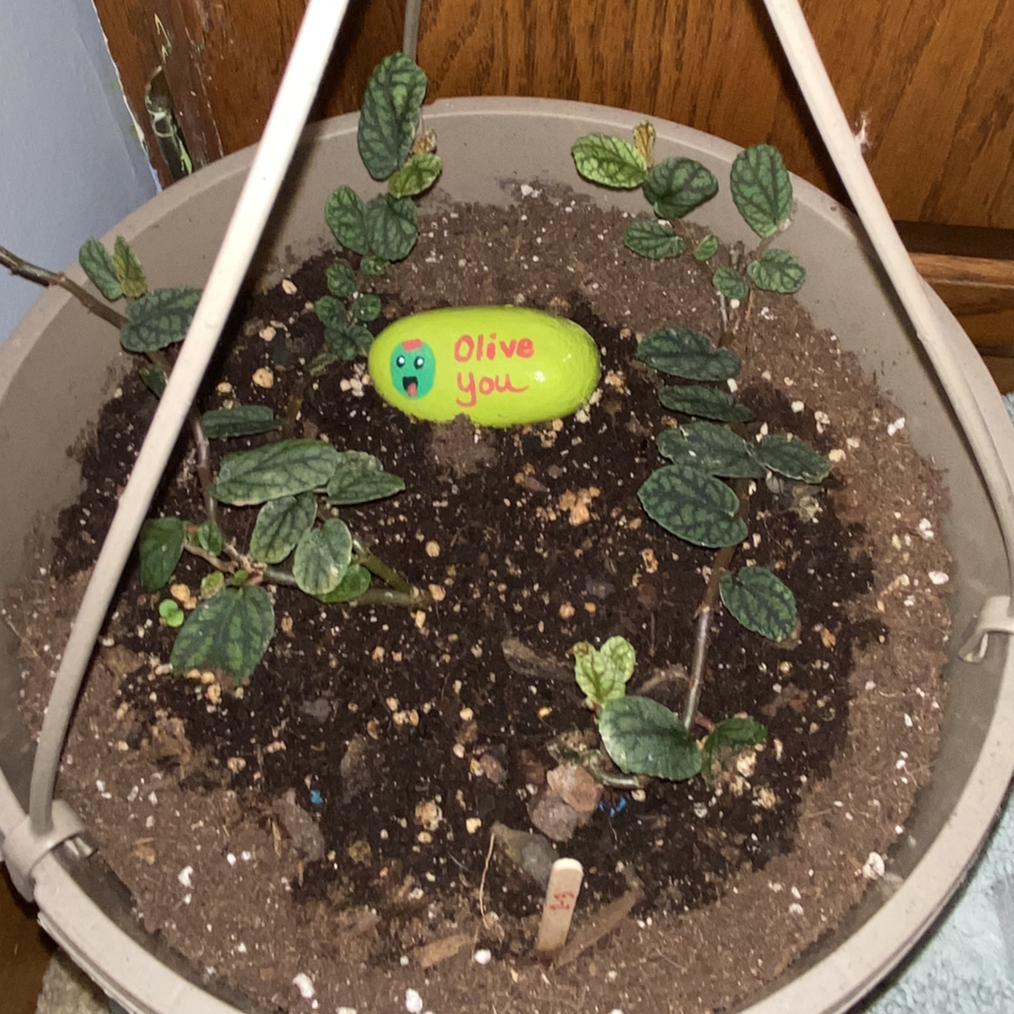Watermelon Vine plant photo by @kayladistler named Trailing watermelon begonia on Greg, the plant care app.