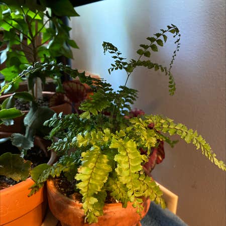 Photo of the plant species Bronze Venus Fern by @kayladistler named Ferb on Greg, the plant care app