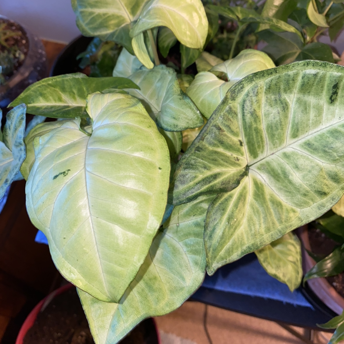 Red Heart plant photo by @kayladistler named Arrowhead plant on Greg, the plant care app.