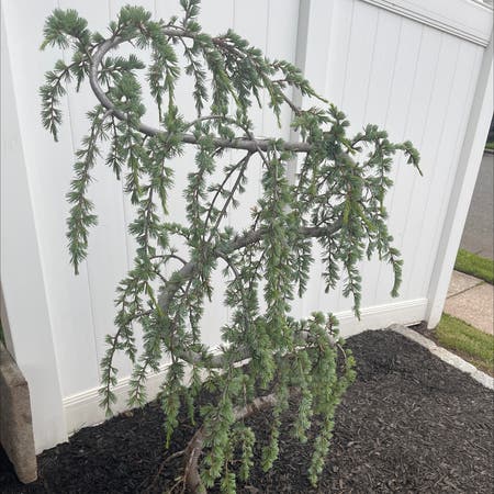 Photo of the plant species Atlas Cedar by Carmen named Weeping beauty on Greg, the plant care app
