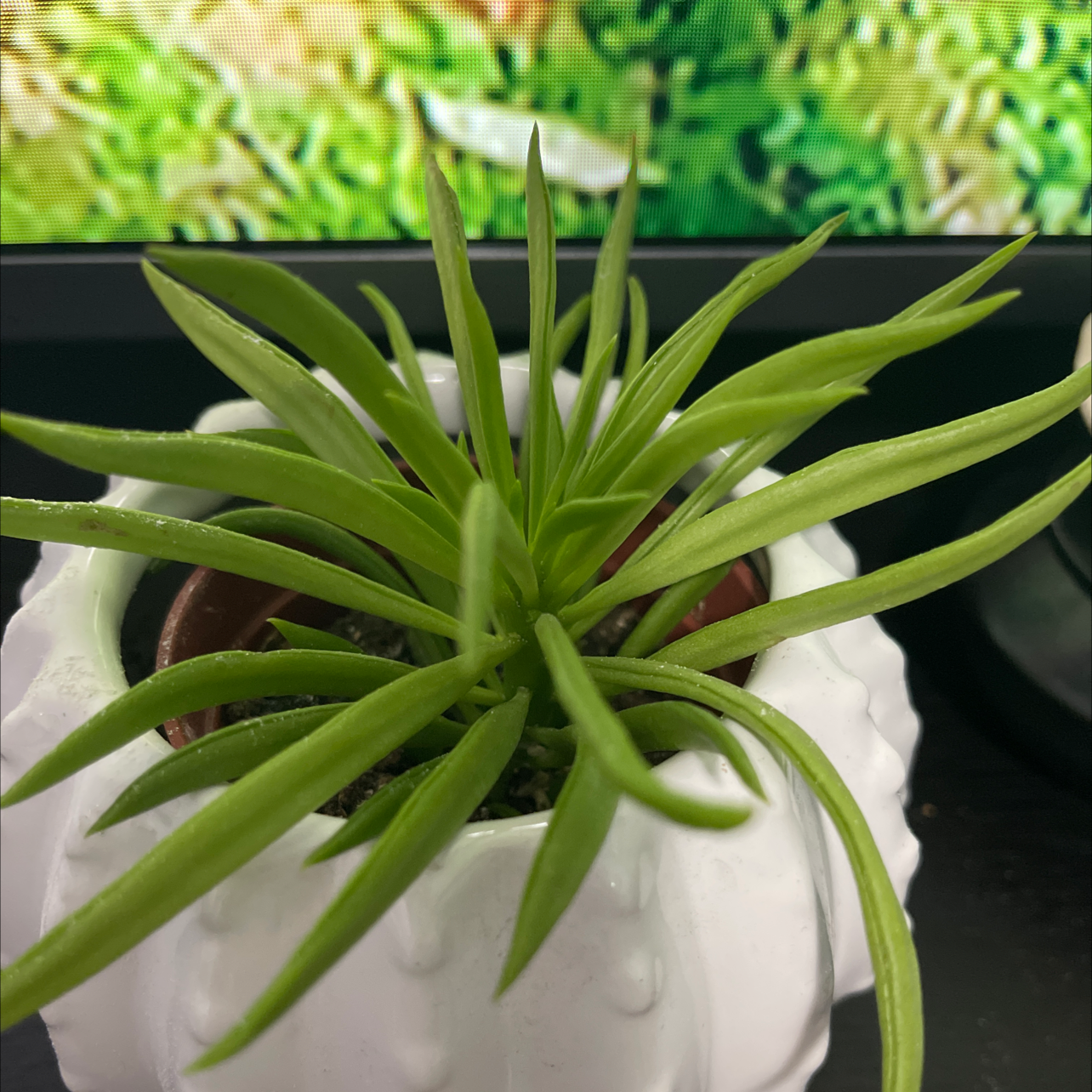 Pincushion Peperomia plant photo by Carmen named White potty on Greg, the plant care app.
