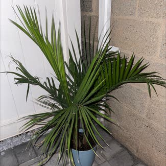 Areca Palm plant in Linden, New Jersey