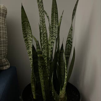 Snake Plant plant in Linden, New Jersey