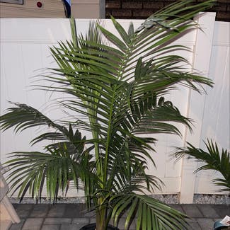 Kentia Palm plant in Linden, New Jersey