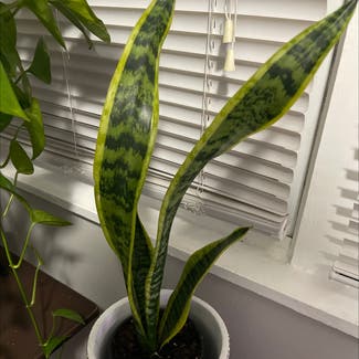 Snake Plant plant in Linden, New Jersey