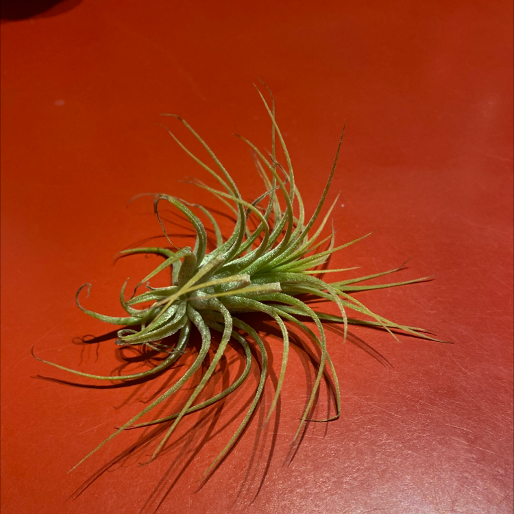 Photo of the plant species Tillandsia 'Druid' by Thomas named Ruby on Greg, the plant care app