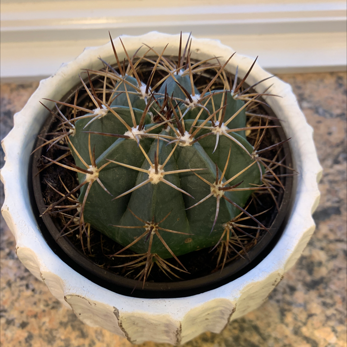 Eagle Claw cactus in a white pot with visible soil, well-framed and in focus.