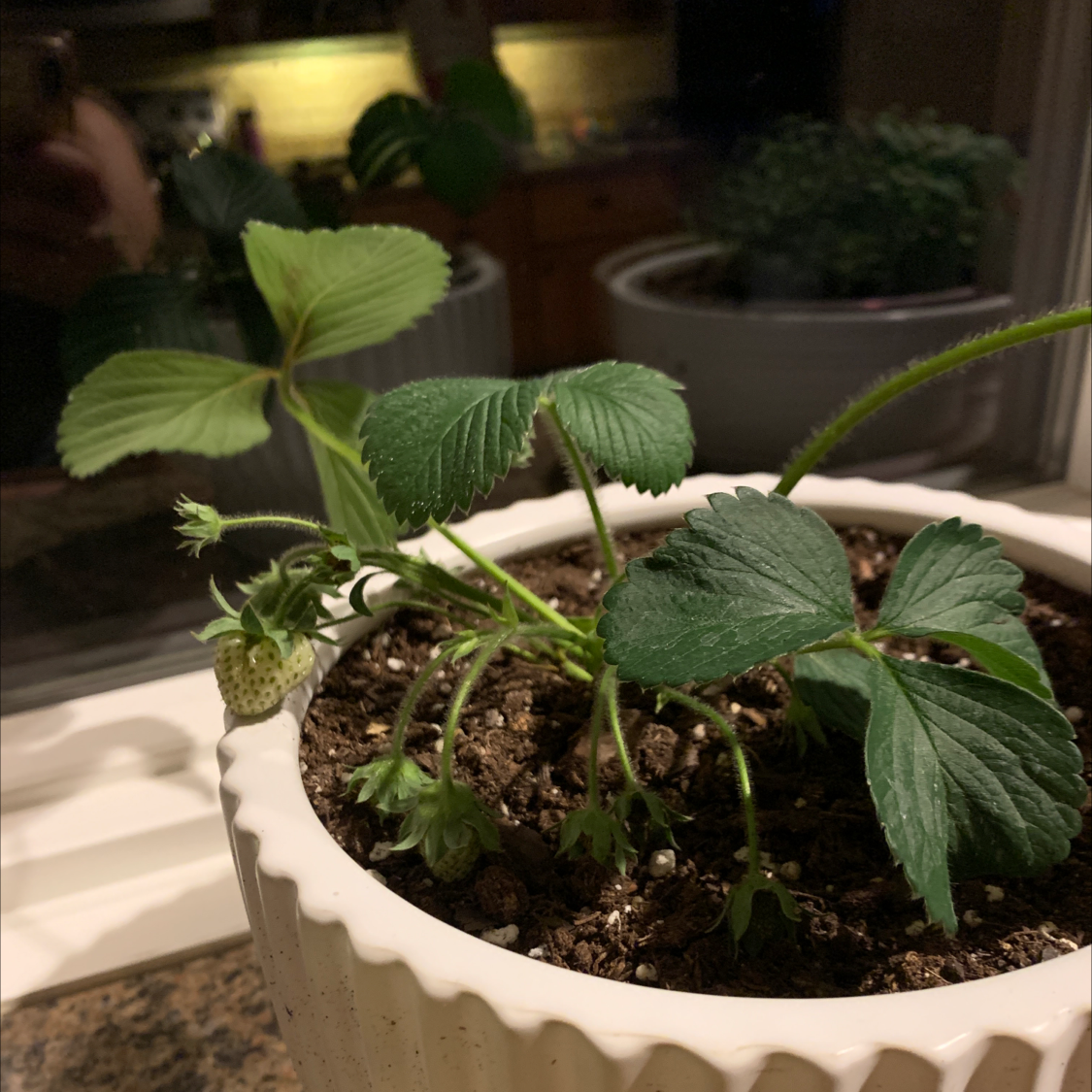 California Strawberry plant in a white pot with green leaves and developing strawberries.