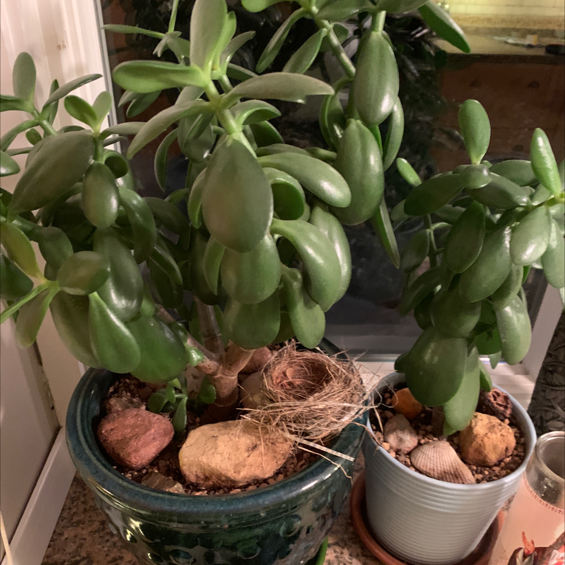 Two healthy Silver Dollar Plants in pots with visible soil and no flowers.