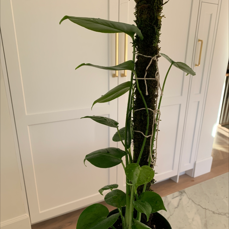 Dwarf Monstera Deliciosa plant supported by a moss pole, healthy green leaves.