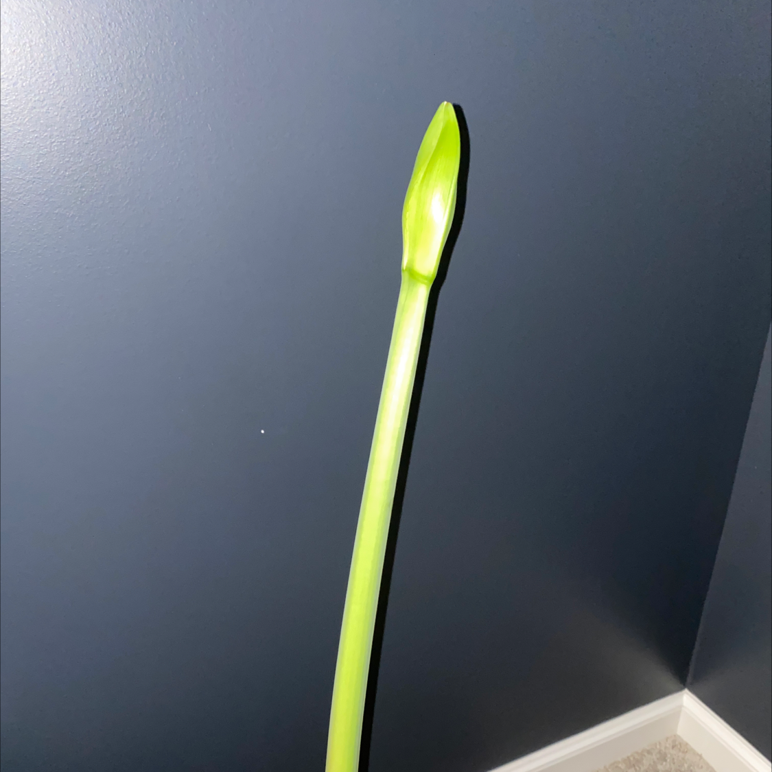 Photo of the plant species Mexican Lily by @Kreaised named Clause on Greg, the plant care app