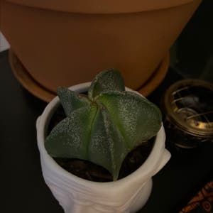 Astrophytum Myriostigma plant photo by @hannahzaleski named Sigmund Freud on Greg, the plant care app.