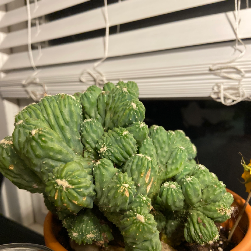 Photo of the plant species Ming Thing Cactus by @hannahzaleski named gerald on Greg, the plant care app