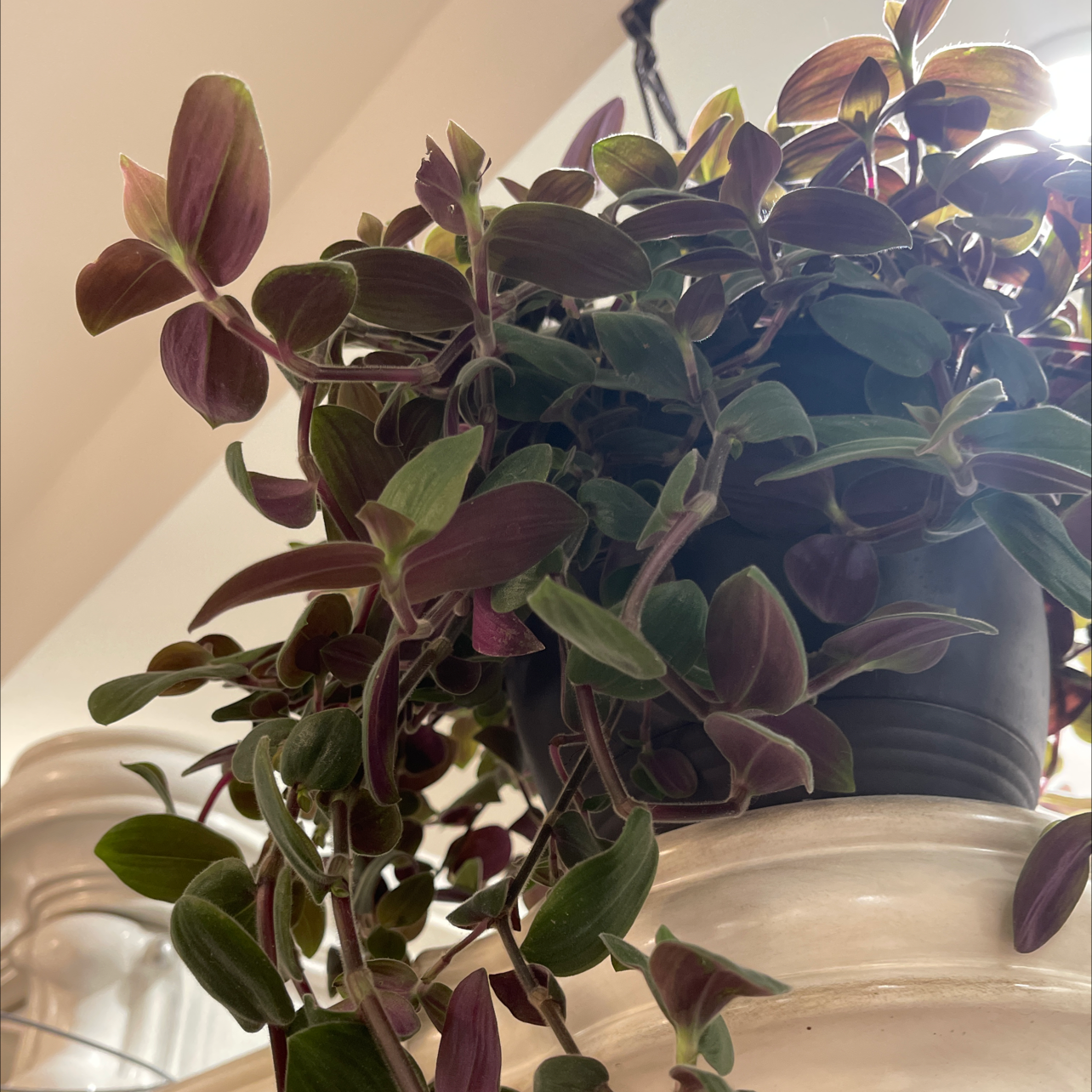 Potted Baby Bunny Bellies plant with green and purple leaves, appears healthy.
