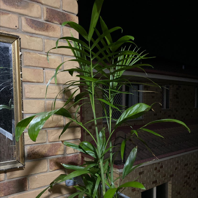 Bamboo Palm plant against a brick wall, appears healthy with green leaves.