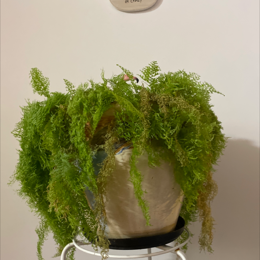 Photo of the plant species Gutweed by @cum named Taylor Swift on Greg, the plant care app