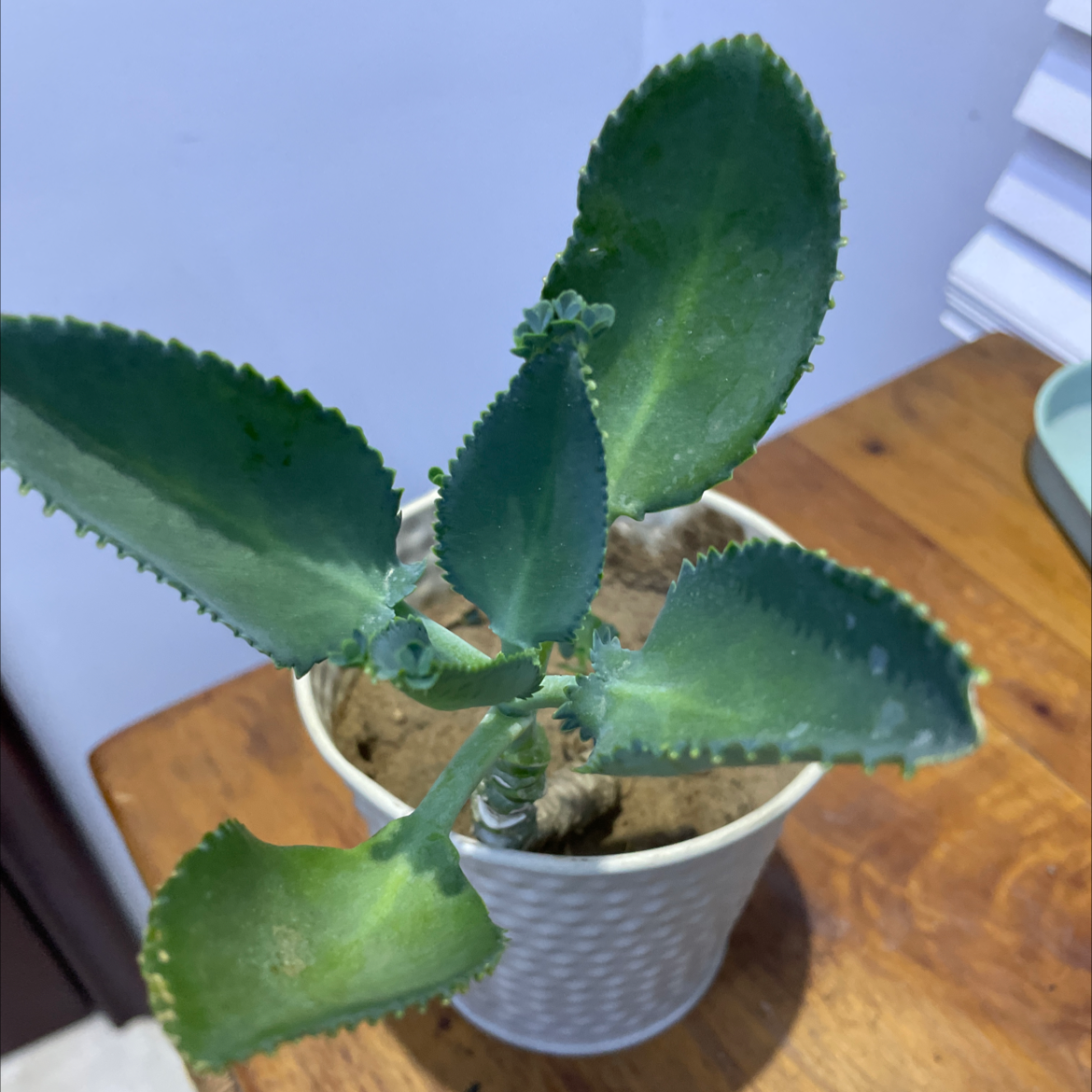 Mother of Thousands plant photo by Krapa  named Drogon on Greg, the plant care app.