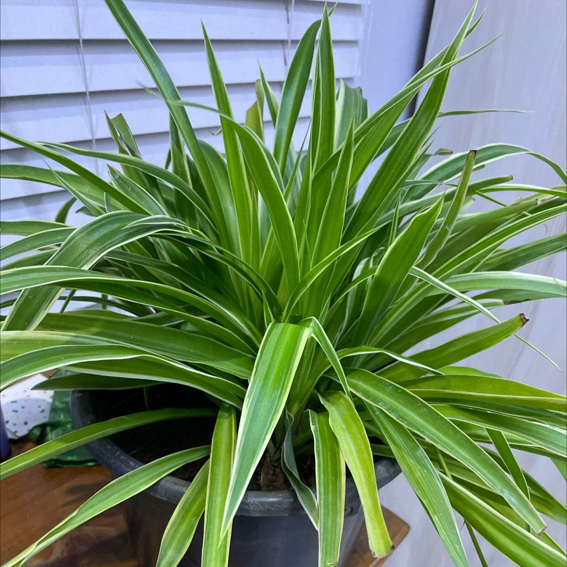 Spider Plant plant photo by Krapa  named GG on Greg, the plant care app.