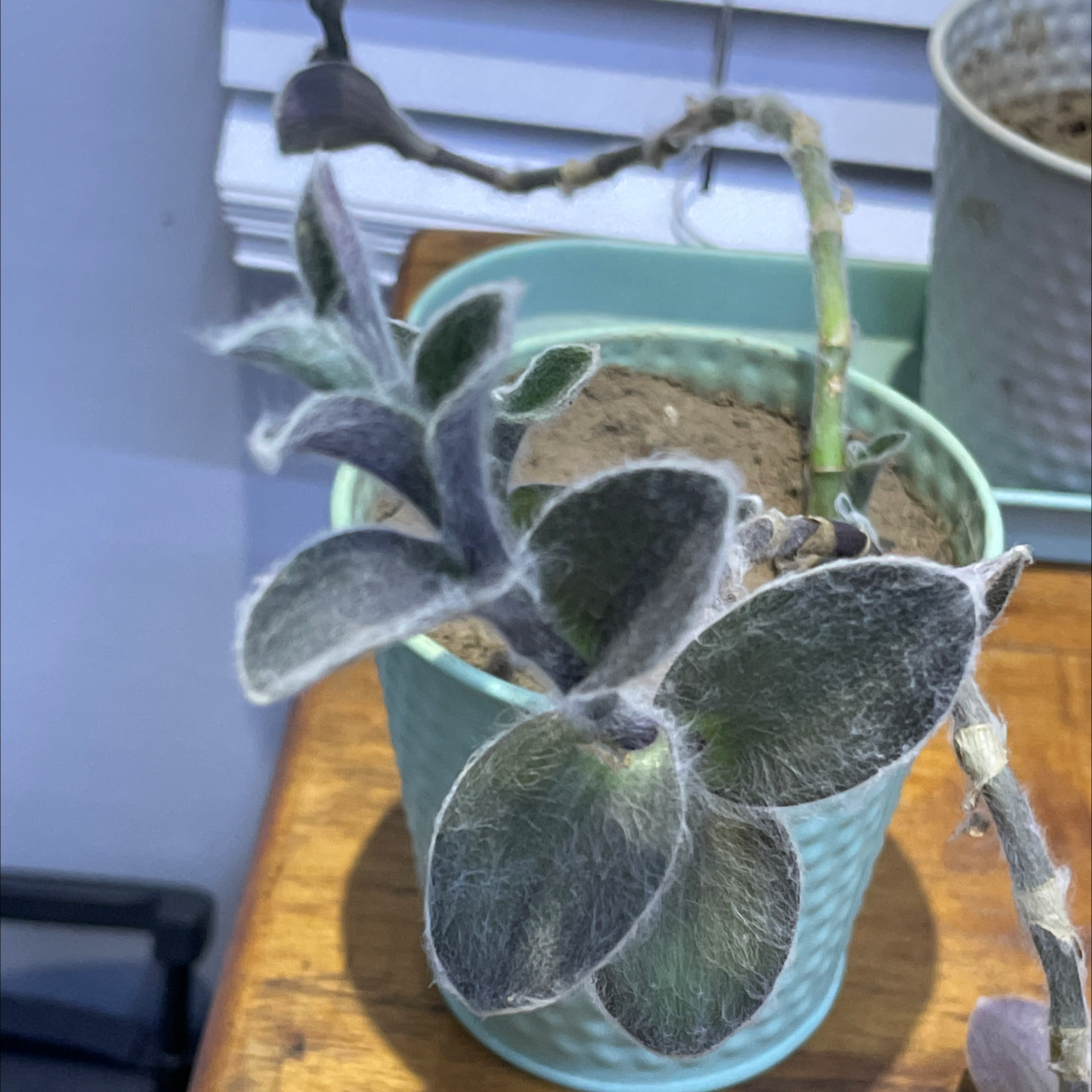 White Velvet plant photo by Krapa  named Riva on Greg, the plant care app.