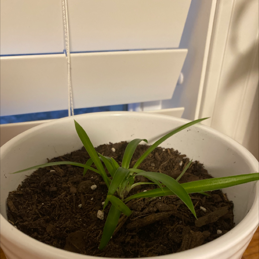 Spider Plant plant photo by Anna named george on Greg, the plant care app.