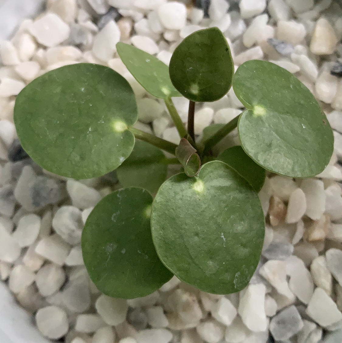 Hoya 'Mathilde' plant with round green leaves in a container with white pebbles.