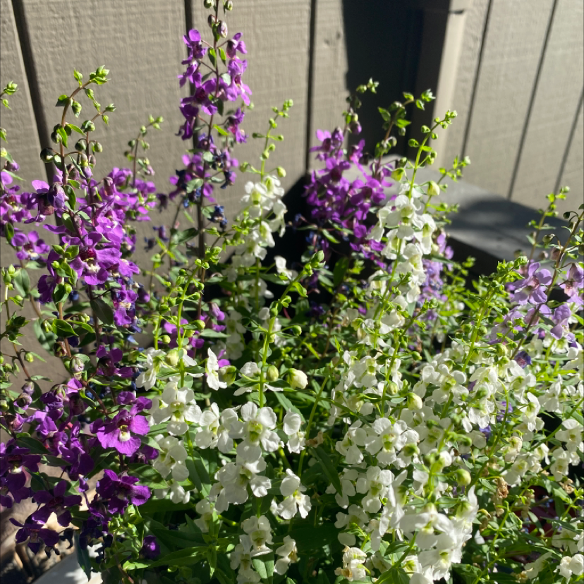 Angelonia plant photo by @oceansleeper named Mochi on Greg, the plant care app.