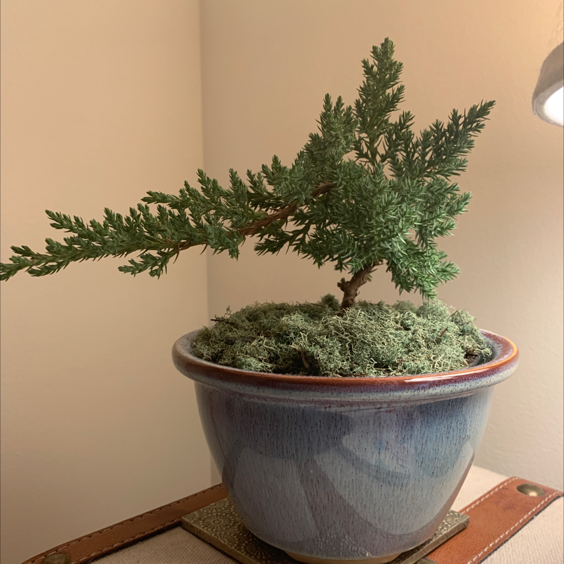 Photo of the plant species Mediterranean Cypress by @SpencerP named Danielson on Greg, the plant care app