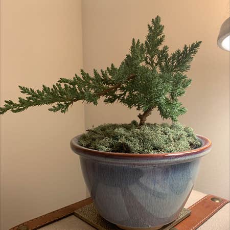 Photo of the plant species Cupressus Sempervirens by @SpencerP named Danielson on Greg, the plant care app