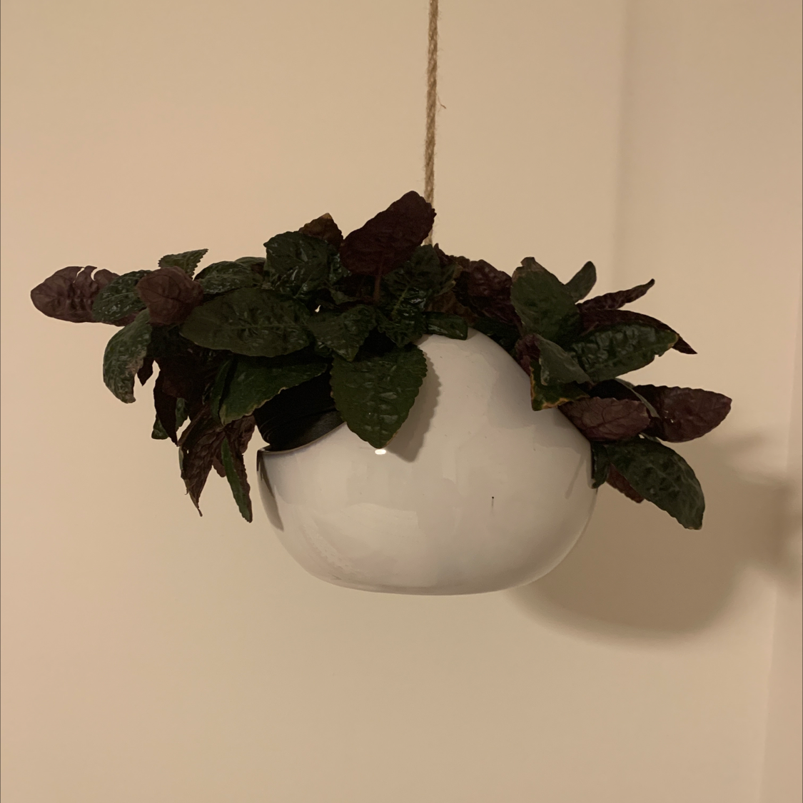 Hanging pot with a healthy Waffle Plant, dark green and purple leaves.