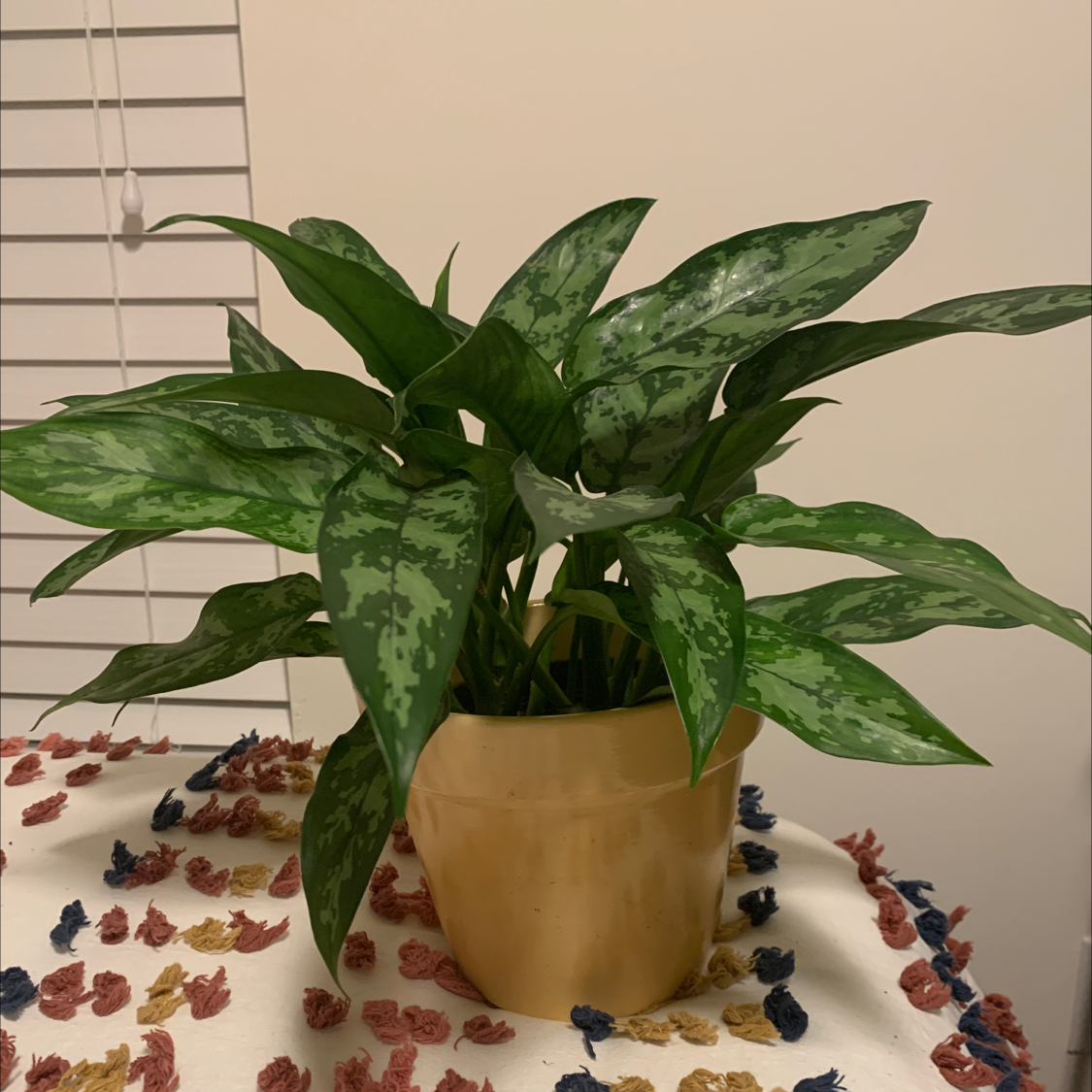 Photo of the plant species Chinese Evergreen by @SpencerP named Plant One on Greg, the plant care app