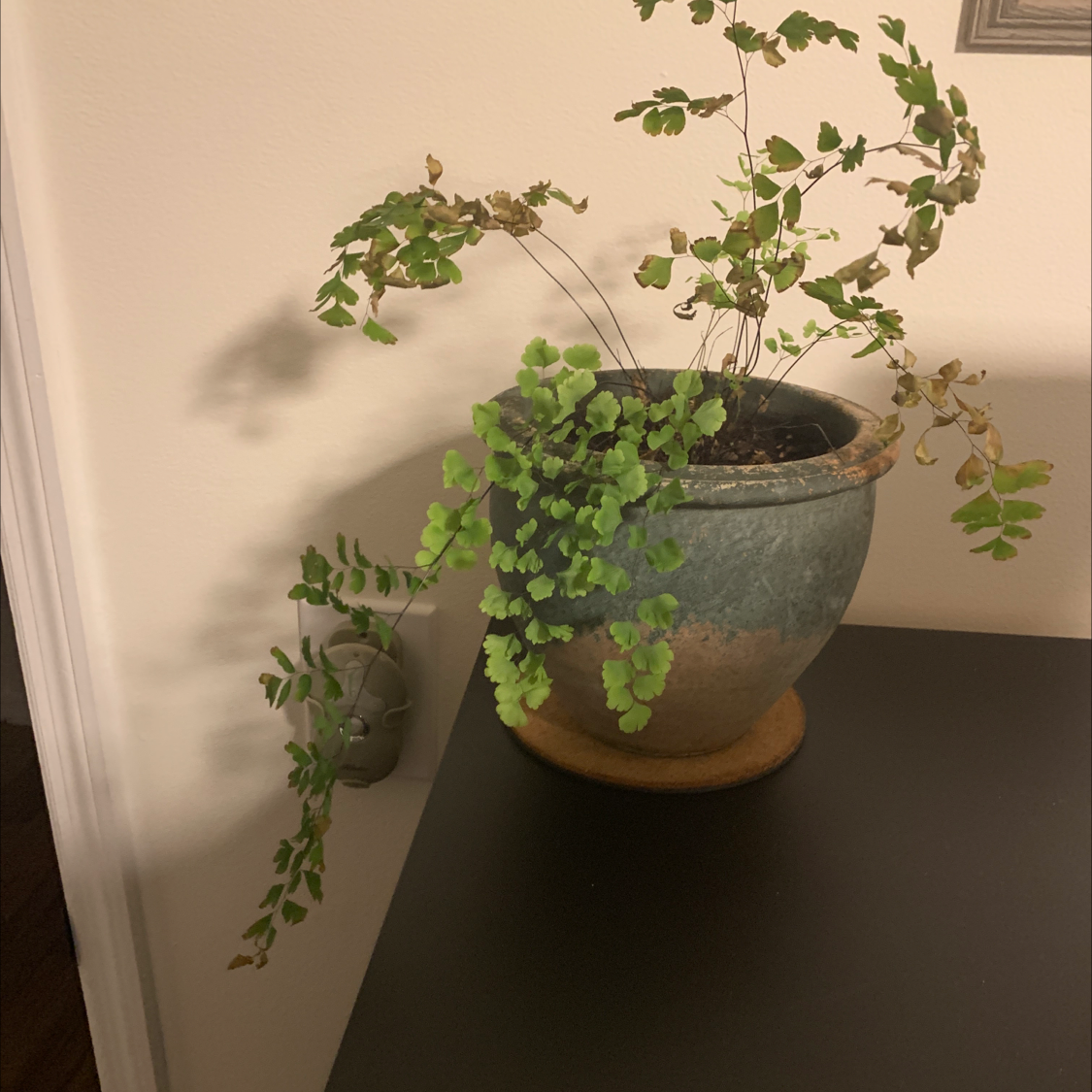 Pacific Maidenhair Fern in a pot with some fronds showing browning and yellowing.