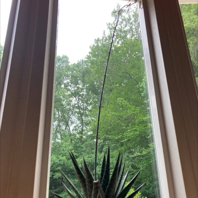 Fairy Washboard plant photo by @jleonard1693 named Sasha (the succubus of succulents) on Greg, the plant care app.