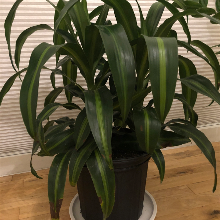 Dracaena 'Hawaiian Sunshine' plant in a pot with minor brown spots on some leaves.