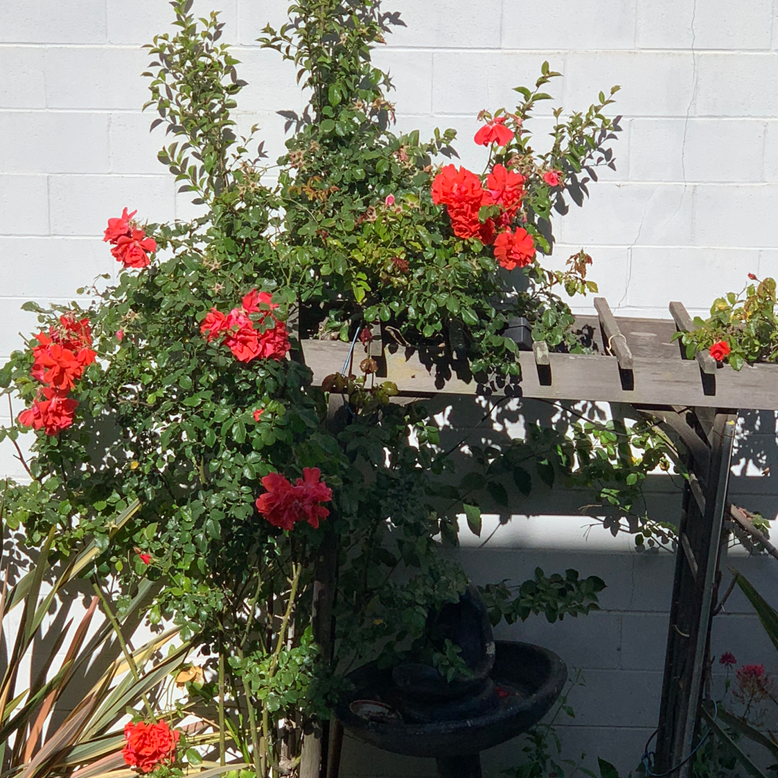 Photo of the plant species Climbing Mermaid Rose by @mercbent named AnneGG on Greg, the plant care app