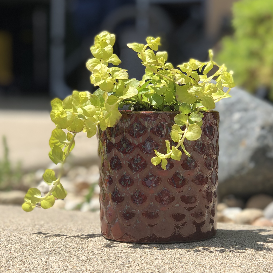 Creeping Jenny plant photo by @melxn named Jenny on Greg, the plant care app.