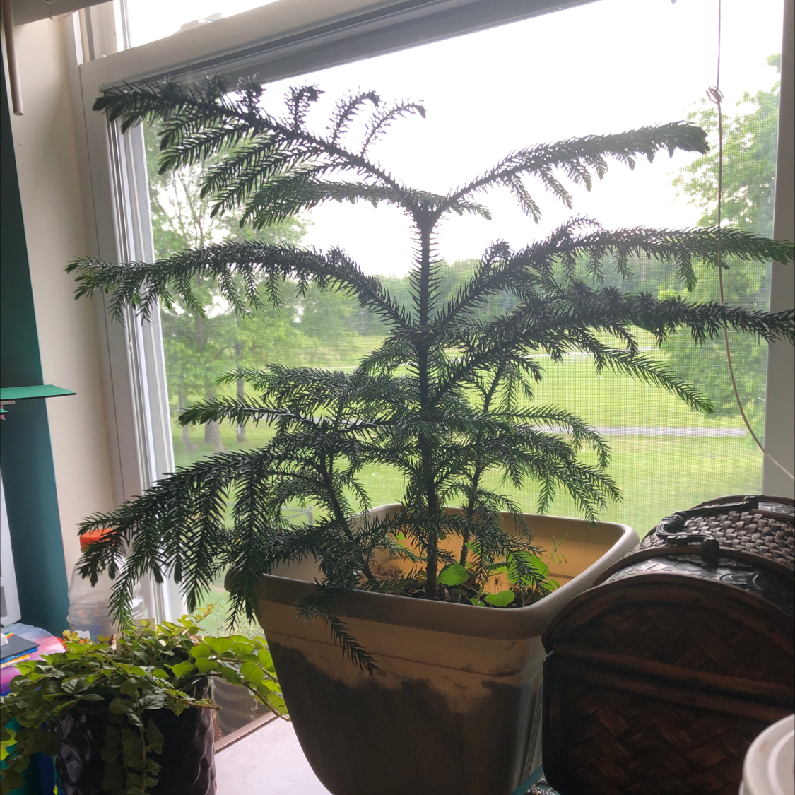 Norfolk Island Pine plant photo by @melxn named Sigmund on Greg, the plant care app.